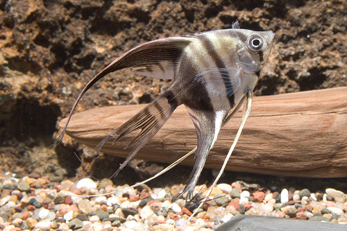 * Half Black Veil Angelfish *LOCAL ONLY, NO OUT OF STATE SHIPPING