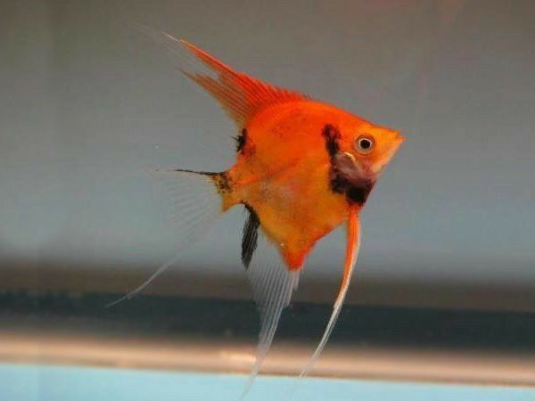 * Red Devil Angelfish *LOCAL ONLY, NO OUT OF STATE SHIPPING