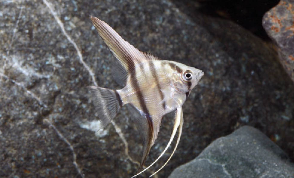 * Silver Angelfish *LOCAL ONLY, NO OUT OF STATE SHIPPING