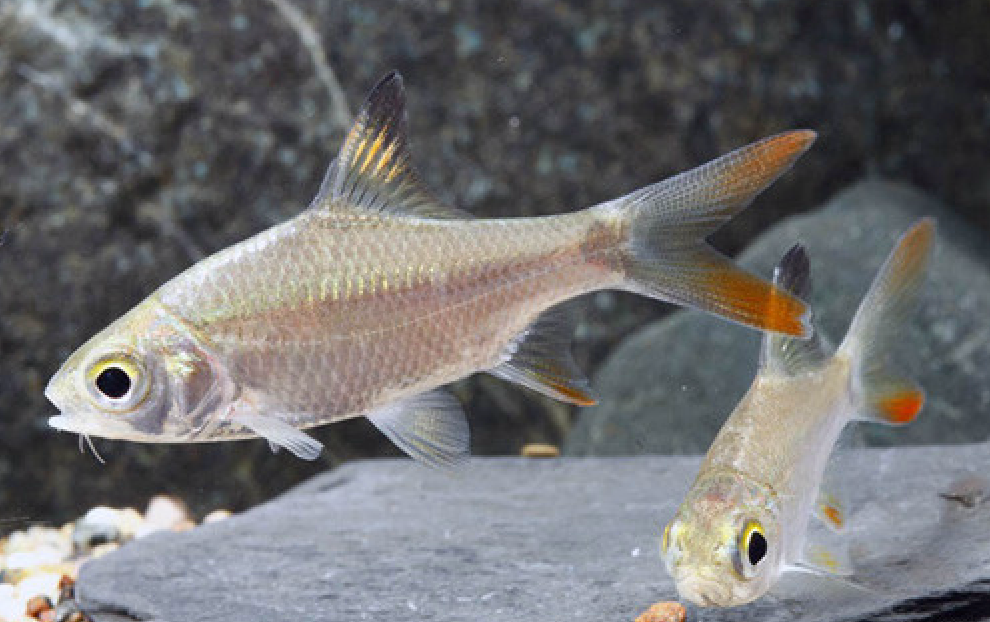 * Retail Tinfoil Barb *LOCAL ONLY, NO OUT OF STATE SHIPPING