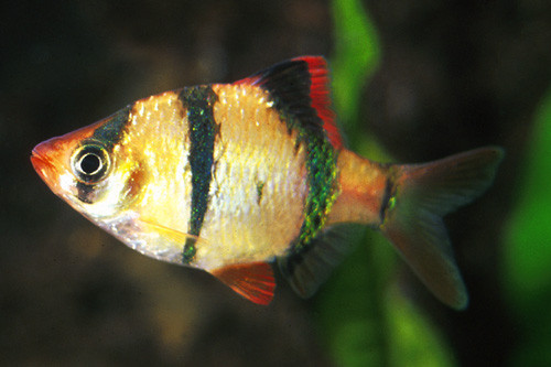 * Tiger Barb *LOCAL ONLY, NO OUT OF STATE SHIPPING