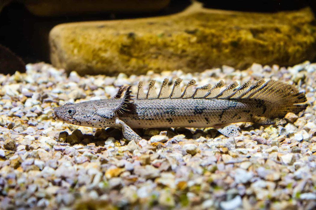 * Senegalus Bichir *LOCAL ONLY, NO OUT OF STATE SHIPPING