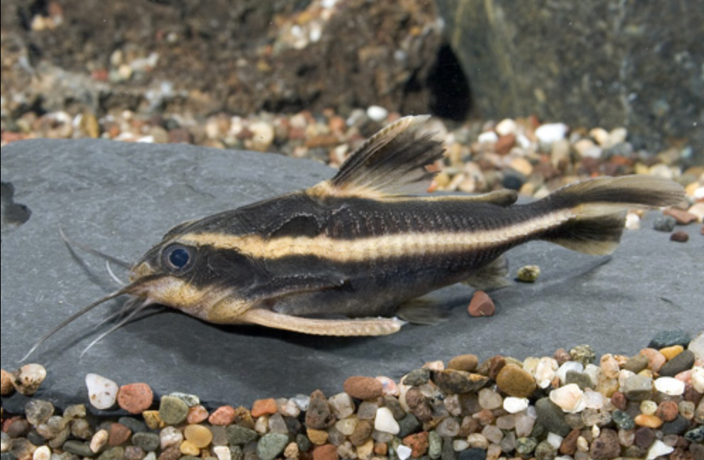 * Striped Raphael Catfish *LOCAL ONLY, NO OUT OF STATE SHIPPING