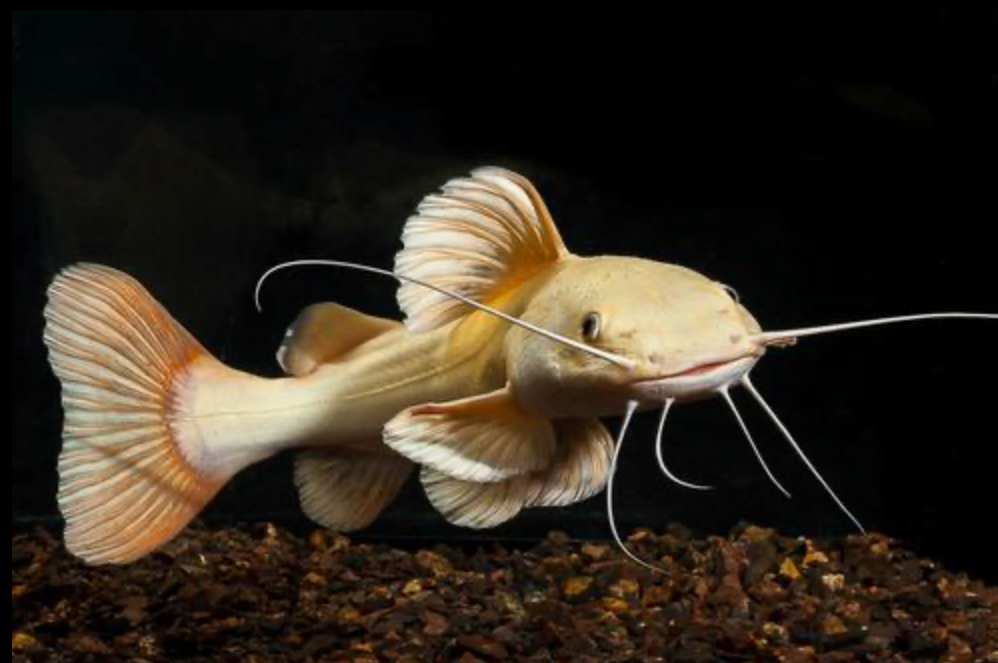 * Leucistic Redtail Catfish *LOCAL ONLY, NO OUT OF STATE SHIPPING