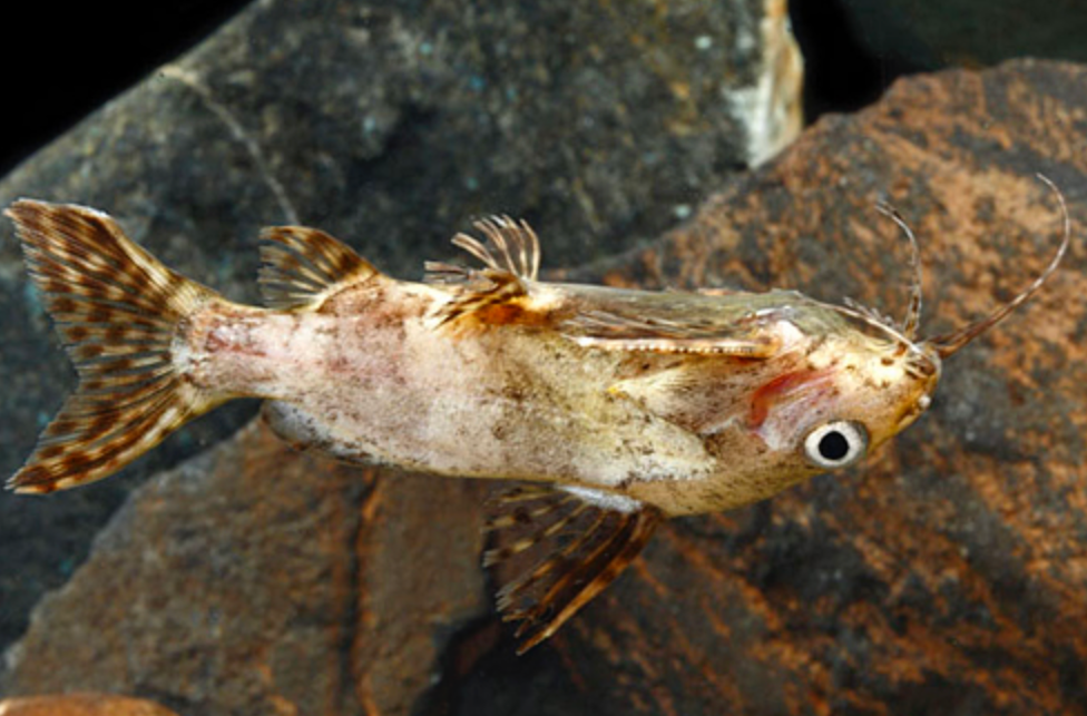 * Upside Down Catfish *LOCAL ONLY, NO OUT OF STATE SHIPPING