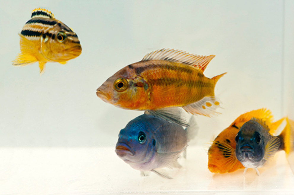 * Assorted African Cichlid *LOCAL ONLY, NO OUT OF STATE SHIPPING