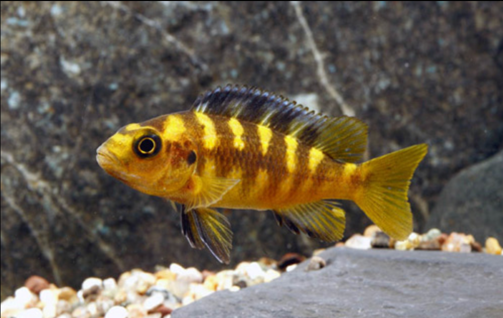 *Bumblebee Cichlid *LOCAL ONLY, NO OUT OF STATE SHIPPING