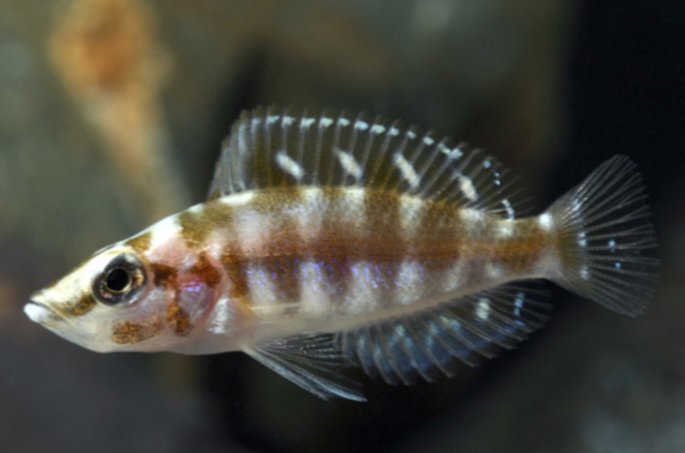 * Calvus Inkfin Cichlid *LOCAL ONLY, NO OUT OF STATE SHIPPING