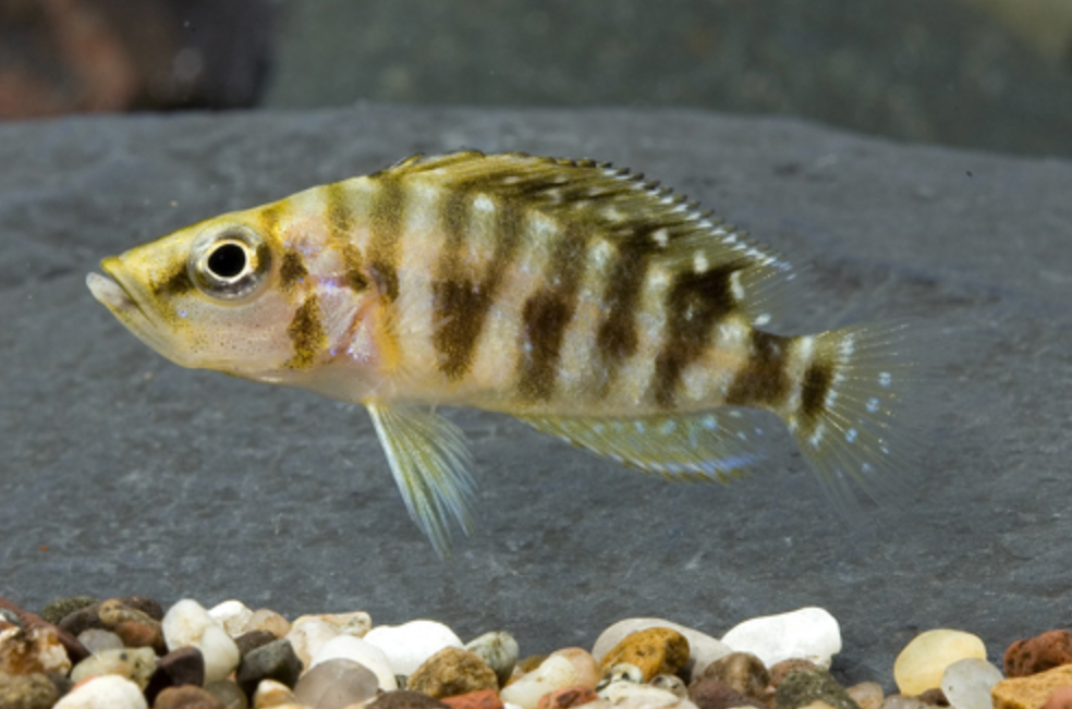 * Altolamp Compressiceps *LOCAL ONLY, NO OUT OF STATE SHIPPING