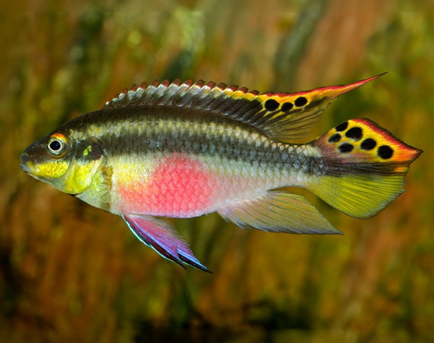 * Kribensis Cichlid *LOCAL ONLY, NO OUT OF STATE SHIPPING