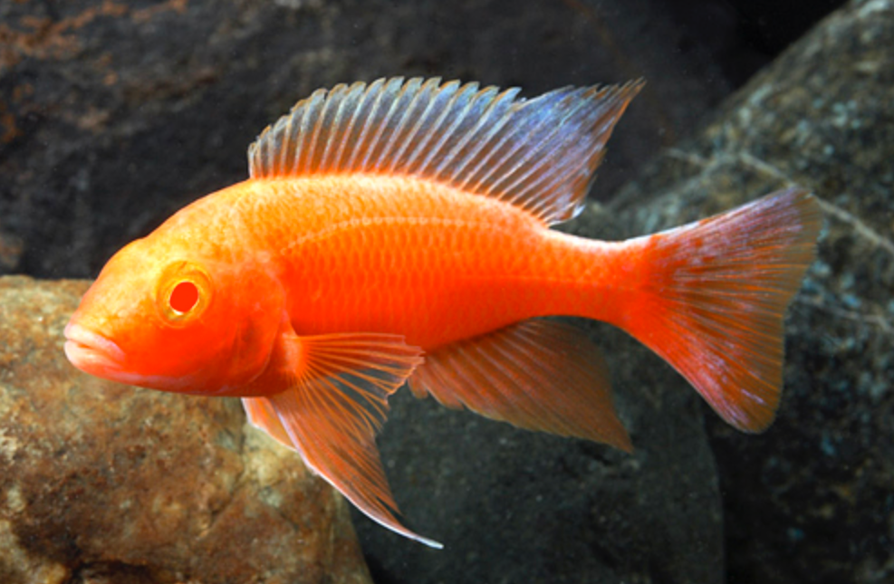 * Albino Strawberry Peacock Cichlid *LOCAL ONLY, NO OUT OF STATE SHIPPING