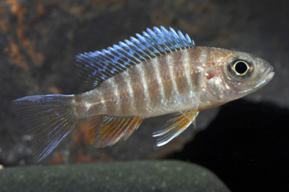 * Blue Peacock Cichlid *LOCAL ONLY, NO OUT OF STATE SHIPPING
