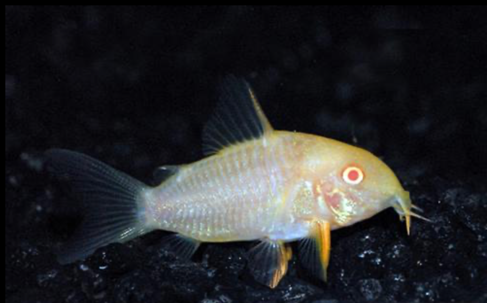 * Albino Cory *LOCAL ONLY, NO OUT OF STATE SHIPPING