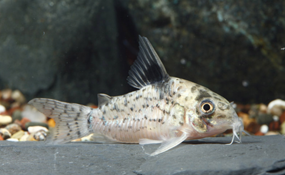 * Punctatus Cory *LOCAL ONLY, NO OUT OF STATE SHIPPING