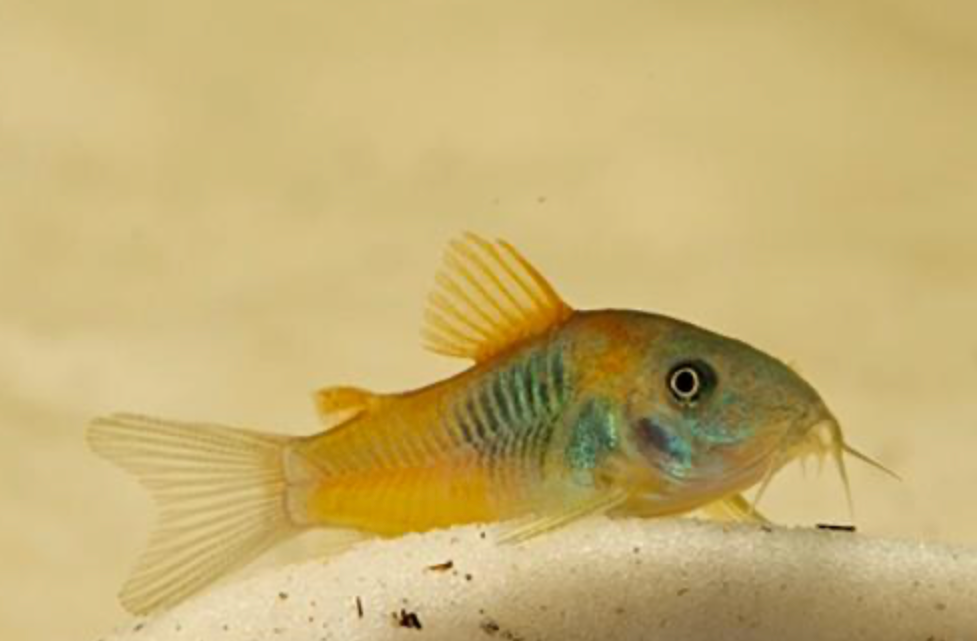 * Red Sailfin Venezuelan Cory *LOCAL ONLY, NO OUT OF STATE SHIPPING