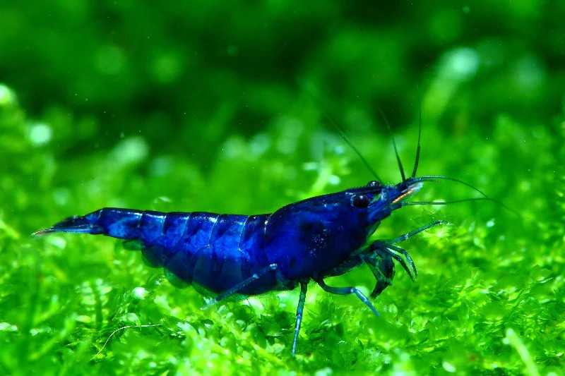 * Super Blue Shrimp *LOCAL ONLY, NO OUT OF STATE SHIPPING