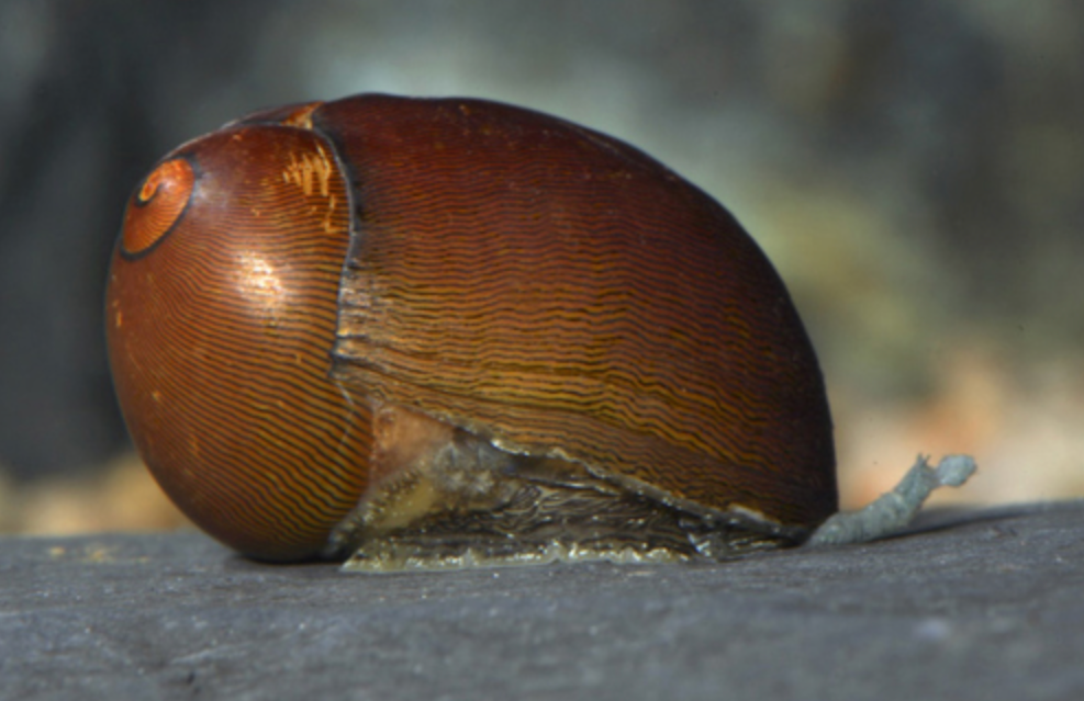* Olive Nerite Snail *LOCAL ONLY, NO OUT OF STATE SHIPPING