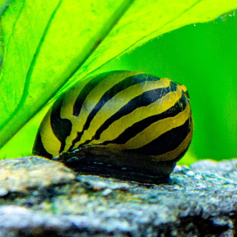 * Zebra Nerite Snail *LOCAL ONLY, NO OUT OF STATE SHIPPING