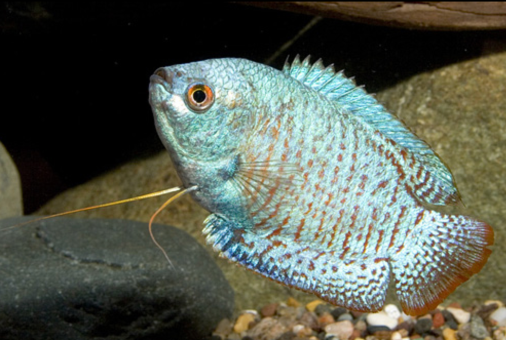 * Neon Blue Dwarf Gourami *LOCAL ONLY, NO OUT OF STATE SHIPPING