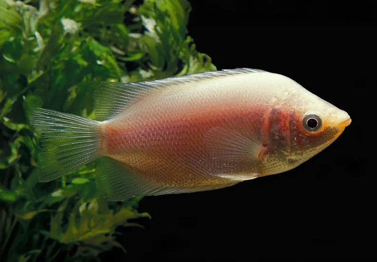 * Pink Kissing Gourami *LOCAL ONLY, NO OUT OF STATE SHIPPING