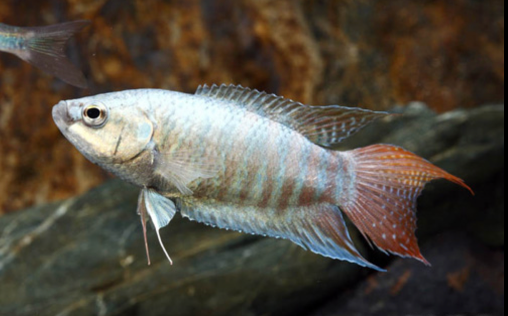 * Paradise Blue Gourami *LOCAL ONLY, NO OUT OF STATE SHIPPING