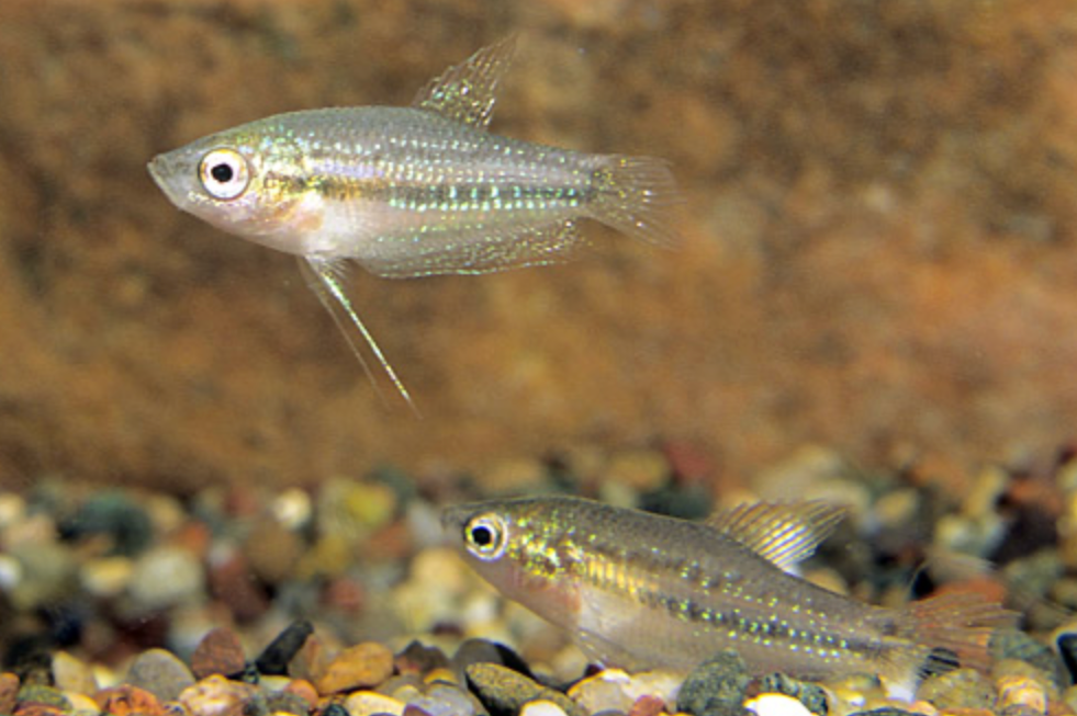 * Sparkling Gourami *LOCAL ONLY, NO OUT OF STATE SHIPPING