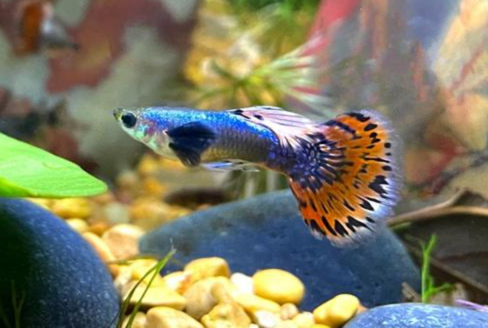 * Dumbo Ear Male Guppy *LOCAL ONLY, NO OUT OF STATE SHIPPING