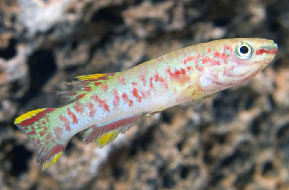 * Gardneri Killi *LOCAL ONLY, NO OUT OF STATE SHIPPING