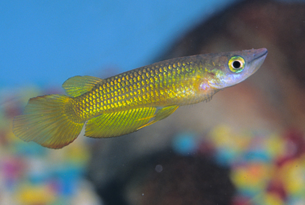 * Golden Wonder Killi *LOCAL ONLY, NO OUT OF STATE SHIPPING