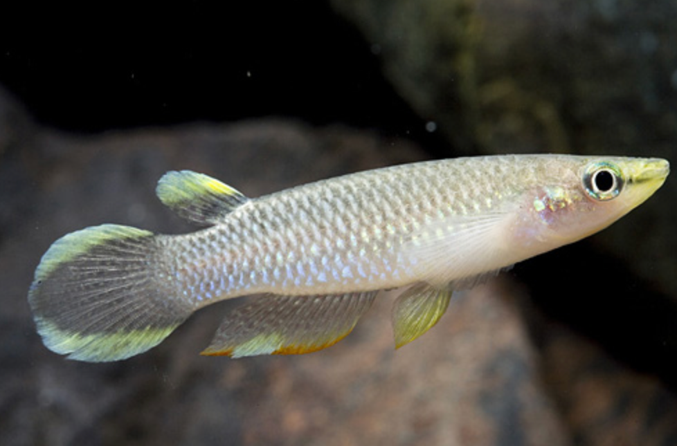 * Blue Wonder Killi *LOCAL ONLY, NO OUT OF STATE SHIPPING