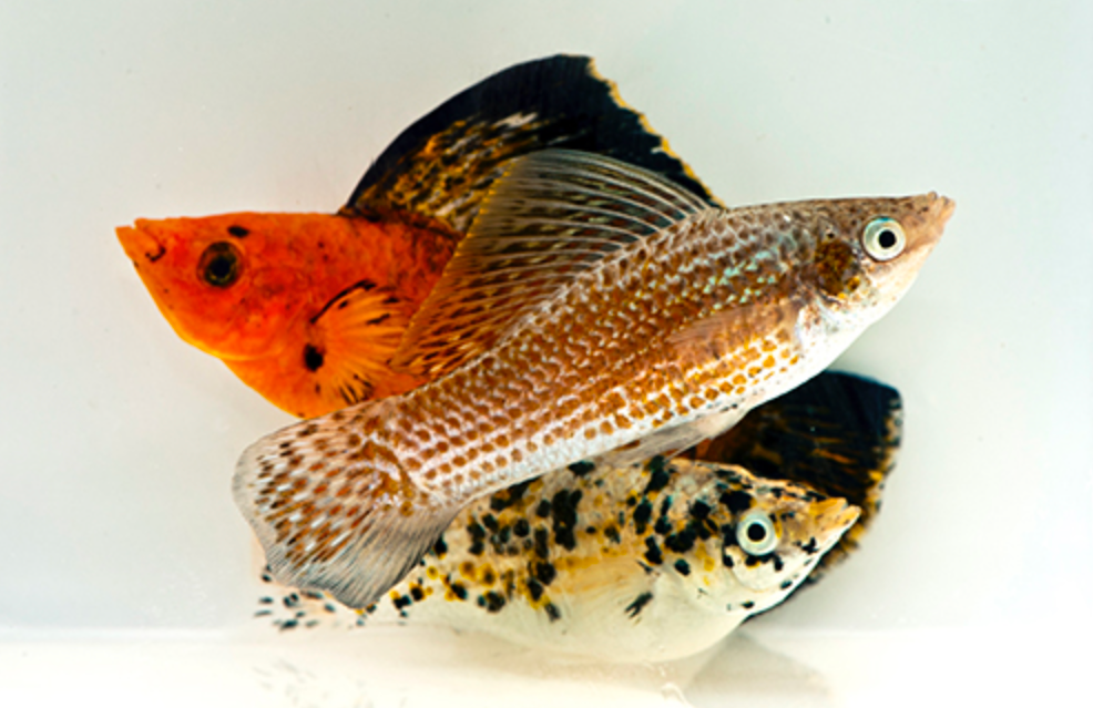 * Assorted Sailfin Molly *LOCAL ONLY, NO OUT OF STATE SHIPPING