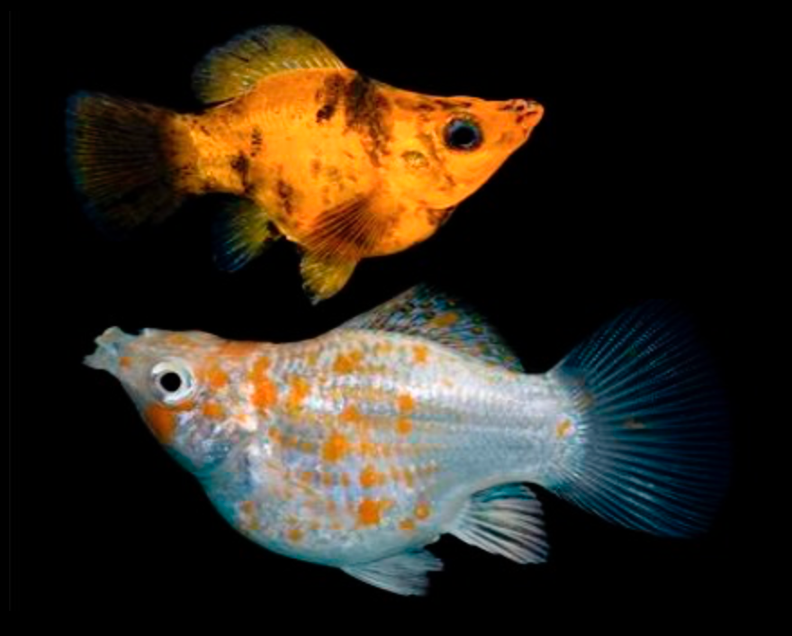 * Assorted Balloon Molly *LOCAL ONLY, NO OUT OF STATE SHIPPING