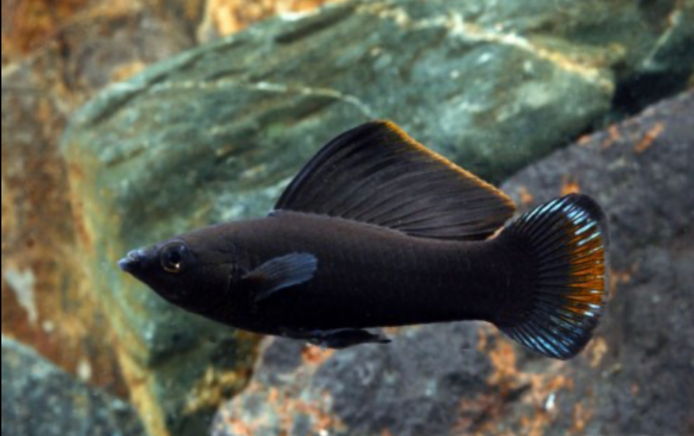 * Black Sailfin Molly *LOCAL ONLY, NO OUT OF STATE SHIPPING