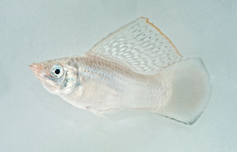 * Platinum Sailfin Molly *LOCAL ONLY, NO OUT OF STATE SHIPPING