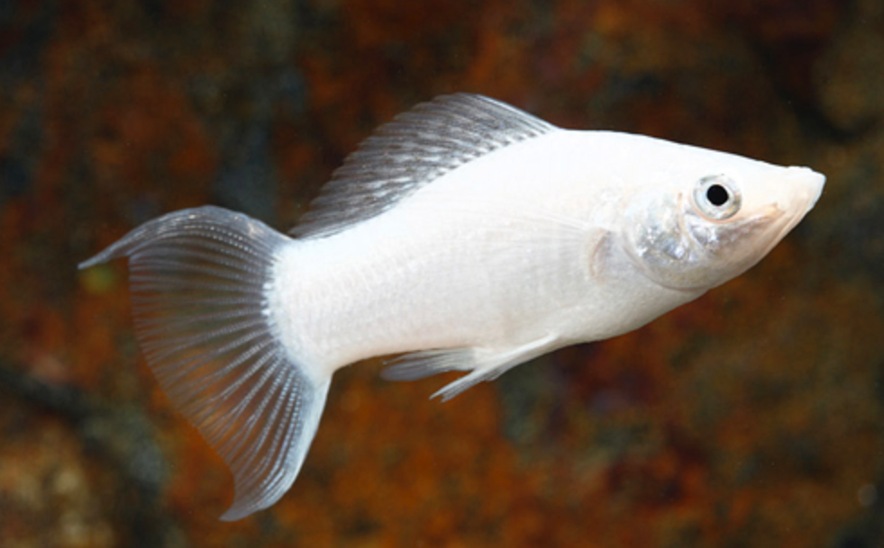 * Platinum Lyretail Molly *LOCAL ONLY, NO OUT OF STATE SHIPPING