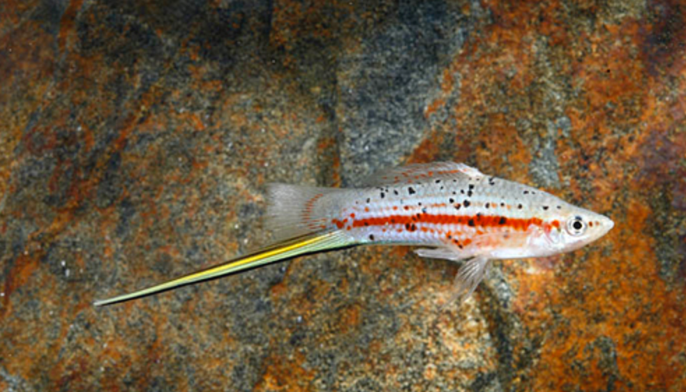 * Green Swordtail *LOCAL ONLY, NO OUT OF STATE SHIPPING