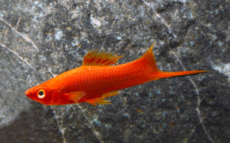 * Red Swordtail *LOCAL ONLY, NO OUT OF STATE SHIPPING