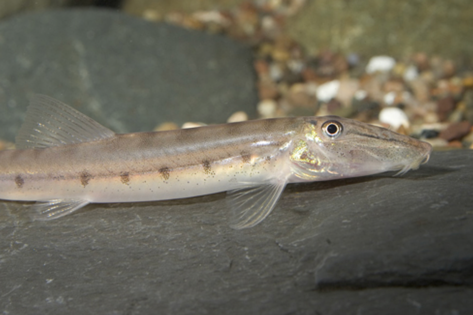 * Horseface Loach *LOCAL ONLY, NO OUT OF STATE SHIPPING