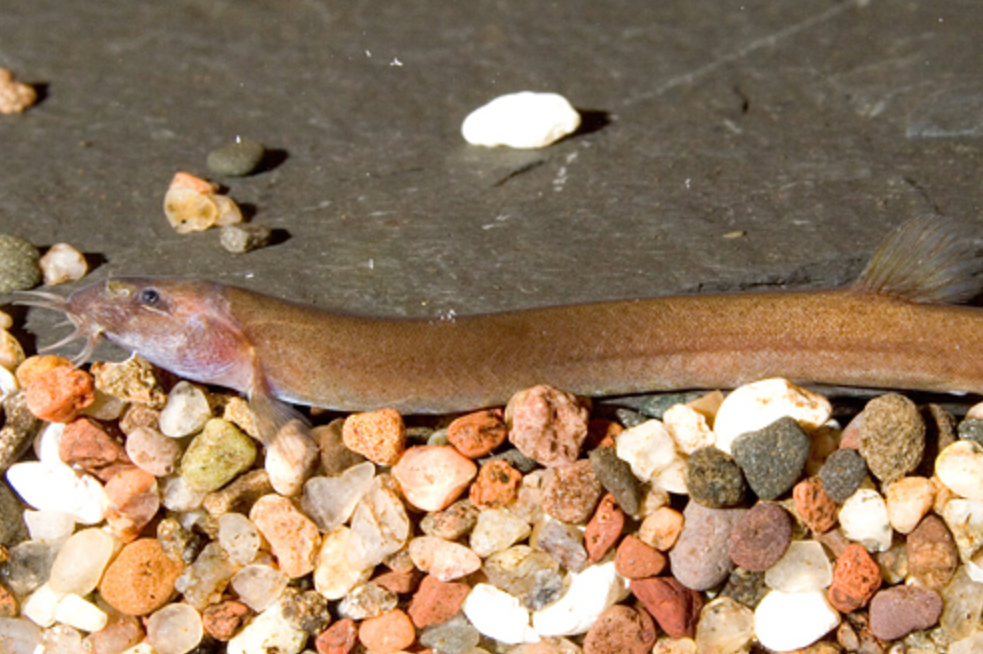 * Black Khuli Loach *LOCAL ONLY, NO OUT OF STATE SHIPPING