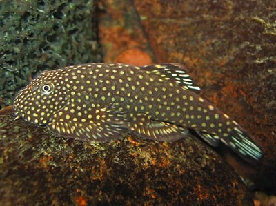 * Polka Dot Hillstream Loach *LOCAL ONLY, NO OUT OF STATE SHIPPING