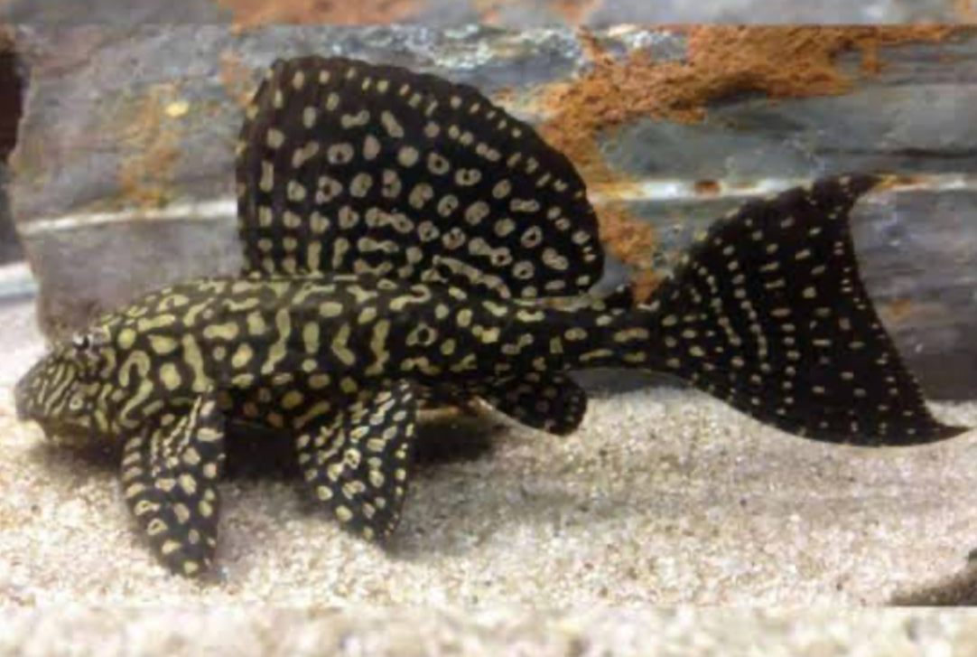 * L-001 Spotted Sailfin Pleco *LOCAL ONLY, NO OUT OF STATE SHIPPING