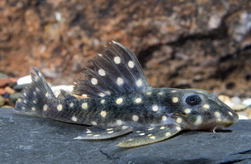 * L-201 Snowball Pleco *LOCAL ONLY, NO OUT OF STATE SHIPPING