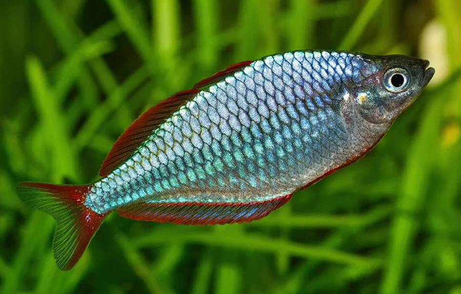 * Dwarf Neon Rainbow *LOCAL ONLY, NO OUT OF STATE SHIPPING