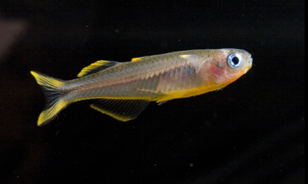 * Forktail Rainbow *LOCAL ONLY, NO OUT OF STATE SHIPPING