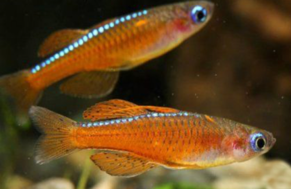 * Blue Eye Luminatus *LOCAL ONLY, NO OUT OF STATE SHIPPING