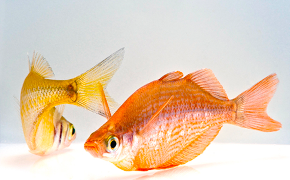 * Melanotaenia Red/Irian Rainbow *LOCAL ONLY, NO OUT OF STATE SHIPPING