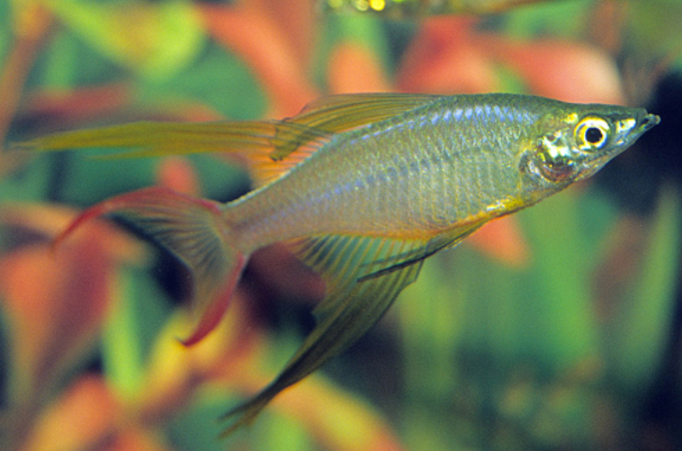 * Threadfin Rainbow *LOCAL ONLY, NO OUT OF STATE SHIPPING