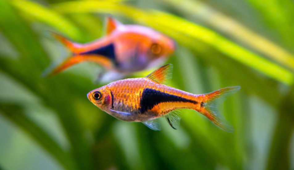 * Harlequin Rasbora *LOCAL ONLY, NO OUT OF STATE SHIPPING