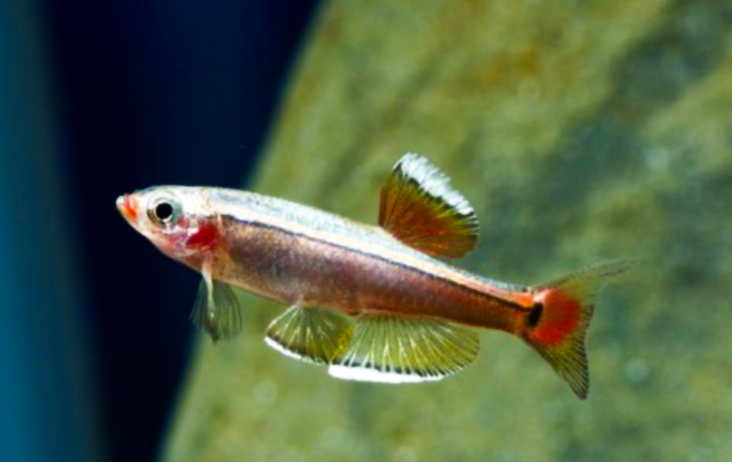 * White Cloud *LOCAL ONLY, NO OUT OF STATE SHIPPING