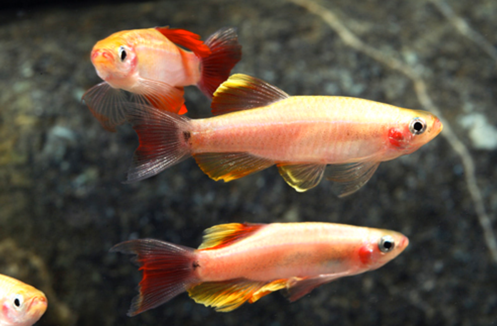 * Gold White Cloud *LOCAL ONLY, NO OUT OF STATE SHIPPING